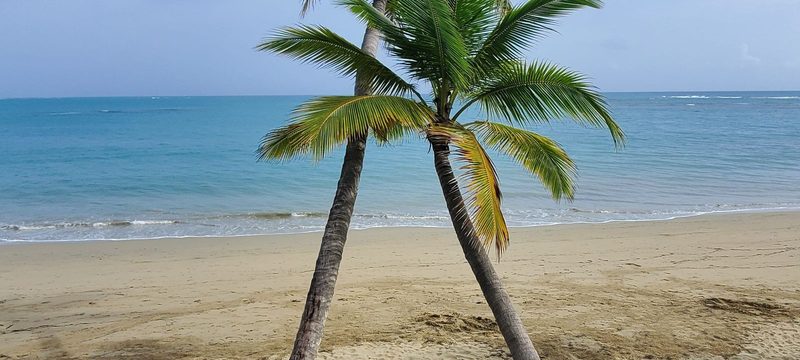 Palmier sur une plage de sable blanc et eau turquoise en République dominicaine