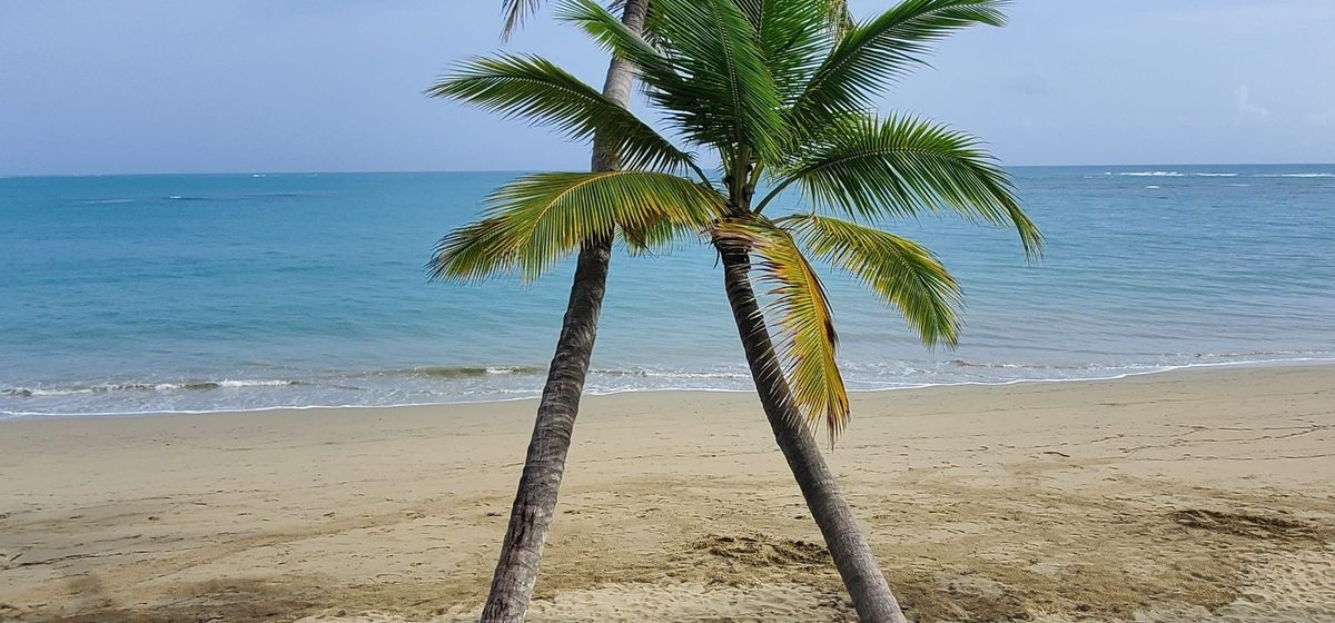 Palmier sur une plage de sable blanc et eau turquoise en République dominicaine
